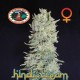 HINDU CREAM * BIG BUDDHA 5 SEMI FEM