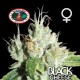 BLACK CHEESE * BIG BUDDHA 5 SEMI FEM