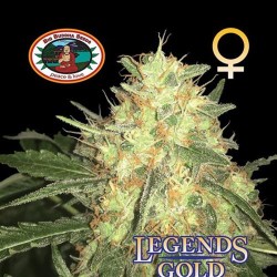 LEGENDS GOLD * BIG BUDDHA 5 SEMI FEM