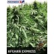 AFGHAN EXPRESS * POSITRONICS FEMINIZED 5 SEMI 