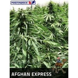 AFGHAN EXPRESS * POSITRONICS FEMINIZED 5 SEMI 