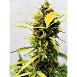 CRITICAL EXPRESS * POSITRONICS FEMINIZED 3 SEMI 