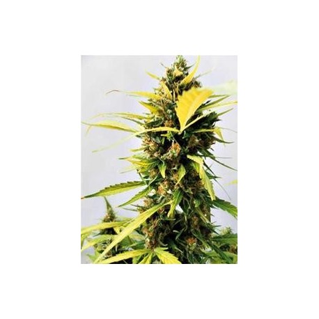 CRITICAL EXPRESS * POSITRONICS FEMINIZED 3 SEMI 