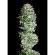 ABSOLUTE HERER* ABSOLUTE CANNABIS SEEDS 3 SEMI FEM