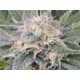 BLACK GHOST OG * ORIGINAL SENSIBLE SEED 50 SEMI FEM