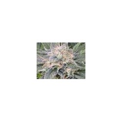 BLACK GHOST OG * ORIGINAL SENSIBLE SEED 50 SEMI FEM