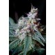 CREAM CARAMEL * SWEET SEEDS FEMINIZED 5 SEMI 