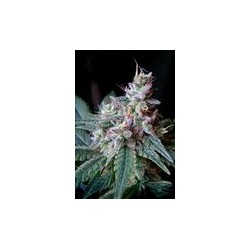 CREAM CARAMEL * SWEET SEEDS FEMINIZED 5 SEMI 