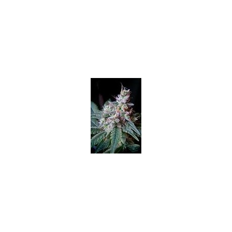 CREAM CARAMEL * SWEET SEEDS FEMINIZED 5 SEMI 