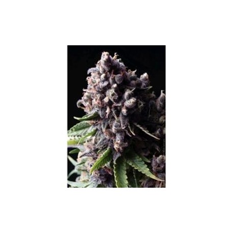 AUTO PURPLE * PYRAMID SEEDS 1 SEME FEM 