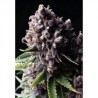 AUTO PURPLE * PYRAMID SEEDS 1 SEME FEM 