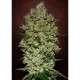 AUTO BIODIESEL MASS * ADVANCED SEEDS 10 SEMI FEM