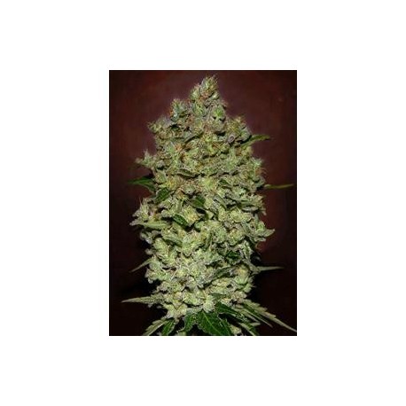 AUTO BIODIESEL MASS * ADVANCED SEEDS 10 SEMI FEM