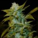 SUPER SILVER BILBO * GENEHTIK SEEDS 1 SEME FEM 