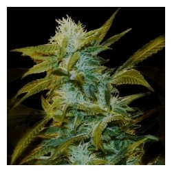 SUPER SILVER BILBO * GENEHTIK SEEDS 1 SEME FEM