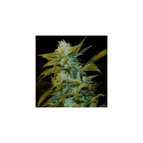 SUPER SILVER BILBO * GENEHTIK SEEDS 1 SEME FEM 