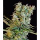 AMNESIA BILBO* GENEHTIK SEEDS 5 SEMI FEM 