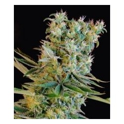 AMNESIA BILBO* GENEHTIK SEEDS 5 SEMI FEM 