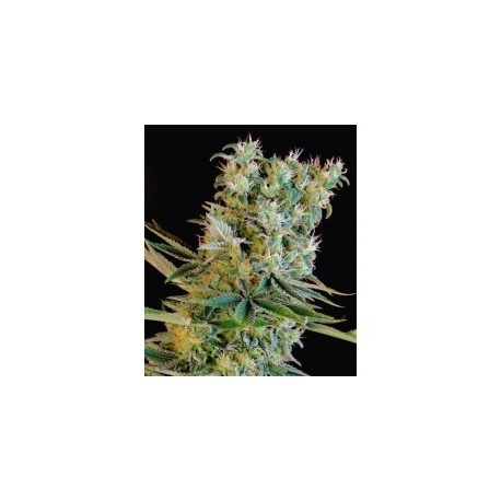 AMNESIA BILBO* GENEHTIK SEEDS 5 SEMI FEM 