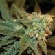 ESE T BILBO AUTO * GENEHTIK SEEDS 5 SEMI FEM 