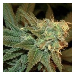 ESE T BILBO AUTO * GENEHTIK SEEDS 5 SEMI FEM 