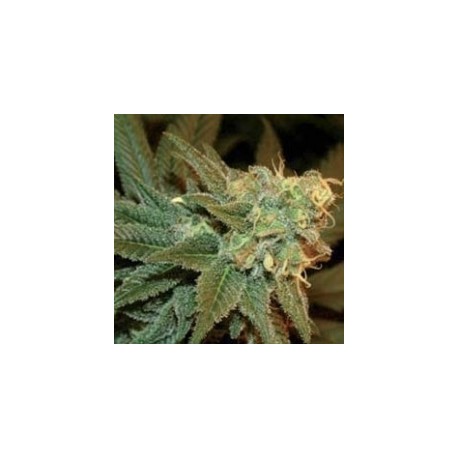 ESE T BILBO AUTO * GENEHTIK SEEDS 5 SEMI FEM 