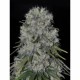 KRITICAL BILBO AUTO * GENEHTIK SEEDS 1 SEME FEM