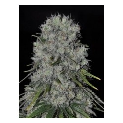 KRITICAL BILBO AUTO * GENEHTIK SEEDS 1 SEME FEM