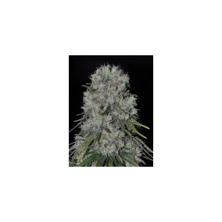 KRITICAL BILBO AUTO * GENEHTIK SEEDS 5 SEMI FEM 