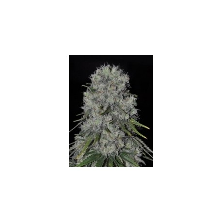 KRITICAL BILBO AUTO * GENEHTIK SEEDS 5 SEMI FEM 