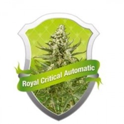 ROYAL CRITICAL AUTOMATIC * ROYAL QUEEN SEEDS 1 SEME FEM 