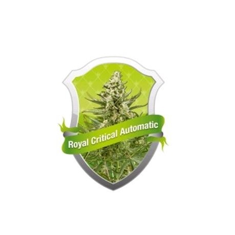 ROYAL CRITICAL AUTOMATIC * ROYAL QUEEN SEEDS 1 SEME FEM 