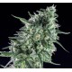 TXEES BILBO * GENEHTIK SEEDS 1 SEME FEM 