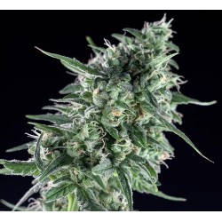 TXEES BILBO * GENEHTIK SEEDS 1 SEME FEM 