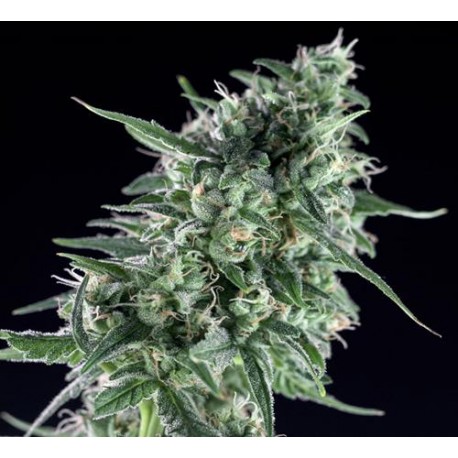 TXEES BILBO * GENEHTIK SEEDS 1 SEME FEM 