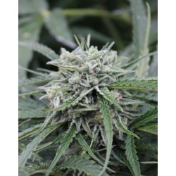 AUTO NL * FEMALE SEEDS 5 SEMI FEM 