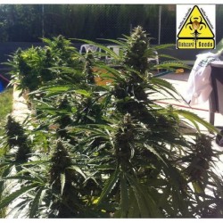 AUTO POWER * BIOHAZARD SEEDS 1 SEME FEM