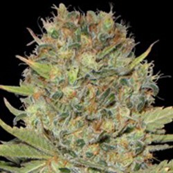 AUTO DOBLE GUM* PROFESSIONAL SEEDS 1 SEME FEM 