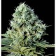 SANTAL BILBO * GENEHTIK SEEDS 1 SEME FEM