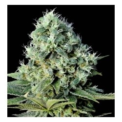 SANTAL BILBO * GENEHTIK SEEDS 1 SEME FEM