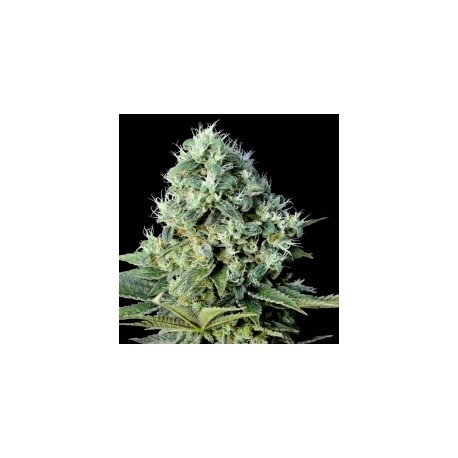 SANTAL BILBO * GENEHTIK SEEDS 1 SEME FEM