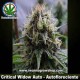 CRITICAL WIDOW AUTO * PROFESSIONAL SEEDS 3 SEMI FEM 