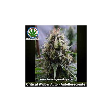 CRITICAL WIDOW AUTO * PROFESSIONAL SEEDS 3 SEMI FEM 