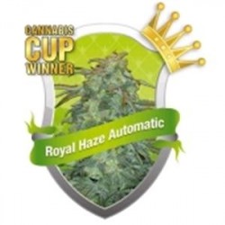 ROYAL HAZE AUTOMATIC * ROYAL QUEEN SEEDS 1 SEME FEM 