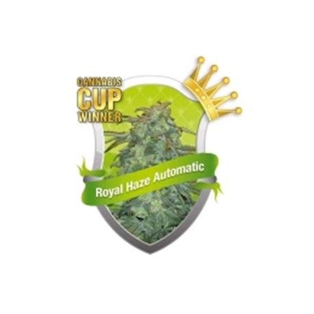 ROYAL HAZE AUTOMATIC * ROYAL QUEEN SEEDS 1 SEME FEM 