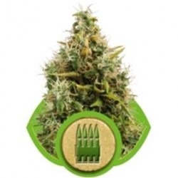 ROYAL AK AUTOMATIC * ROYAL QUEEN SEEDS 1 SEME FEM 