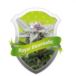 ROYAL BLUEMATIC * ROYAL QUEEN SEEDS 1 SEME FEM 