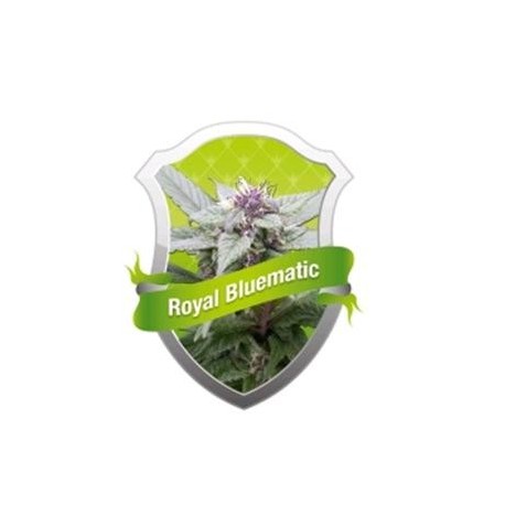 ROYAL BLUEMATIC * ROYAL QUEEN SEEDS 1 SEME FEM 