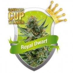 ROYAL DWARF * ROYAL QUEEN SEEDS 5 SEMI FEM 