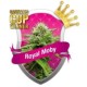 ROYAL MOBY * ROYAL QUEEN SEEDS 3 SEMI FEM 